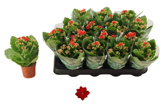 <h4>KAL GE DON JUSTINO</h4>