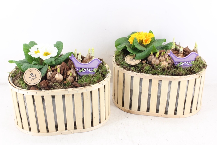 <h4>arr4 Primula PL - Hout ovaal speilen XL</h4>