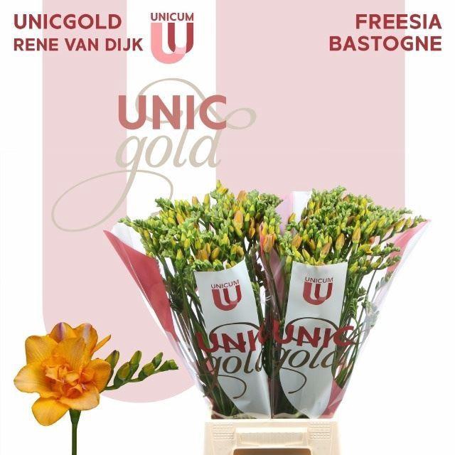 <h4>FREESIA DU BASTOGNE 24 GR.</h4>