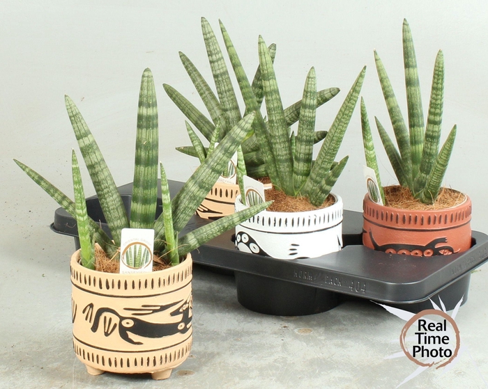 <h4>SANSEV CY HANDSHAKE</h4>