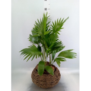 Livistona rotundifolia