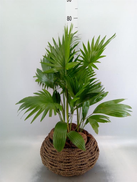 <h4>Livistona rotundifolia</h4>