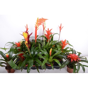 BROMELIA GEM 15 SRT