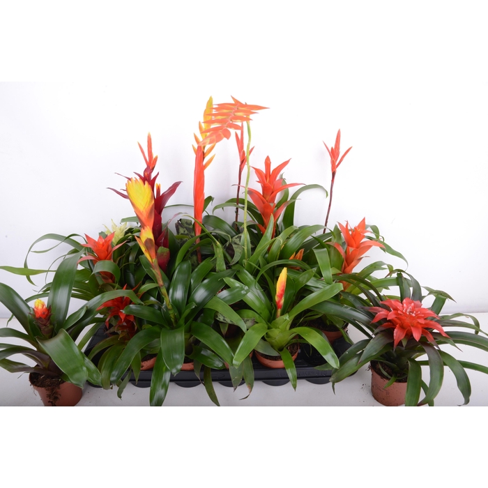 <h4>BROMELIA GEM 15 SRT</h4>