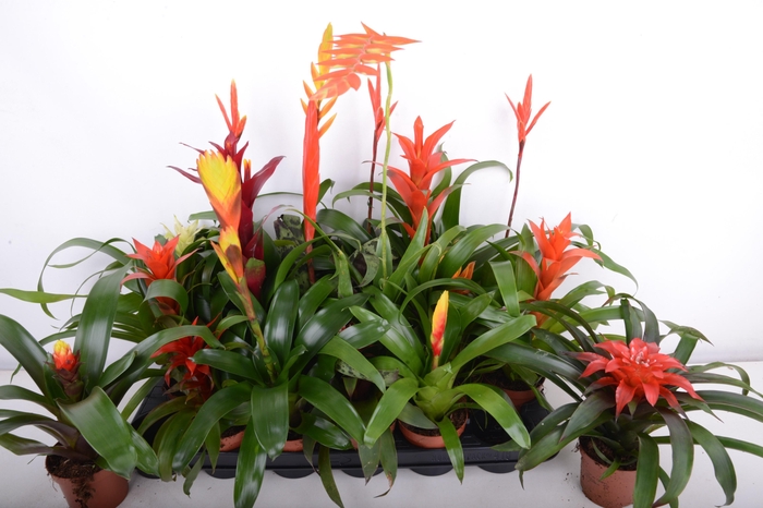 BROMELIA GEM 15 SRT
