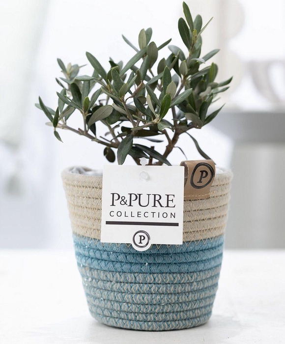 <h4>Olea Europaea in P&PURE Fashionpot Valerie</h4>
