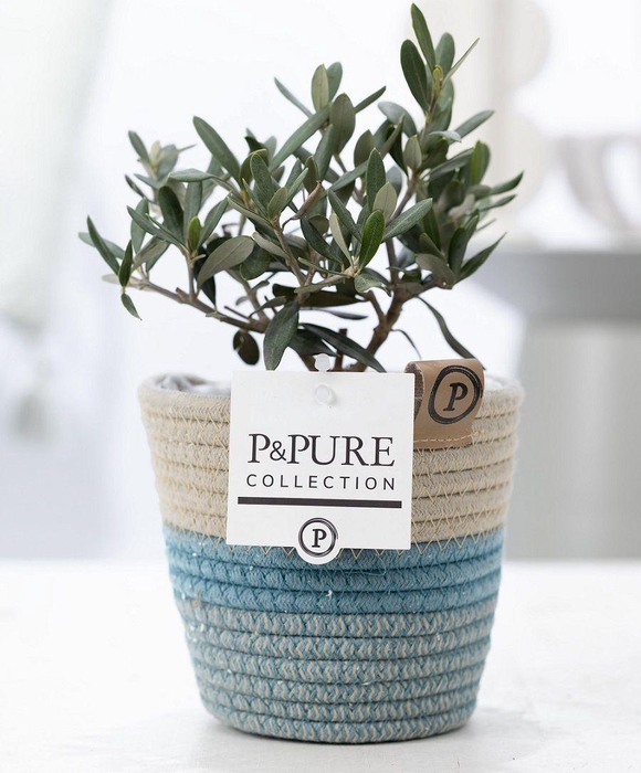 <h4>Olea Europaea in P&PURE Fashionpot Valerie</h4>