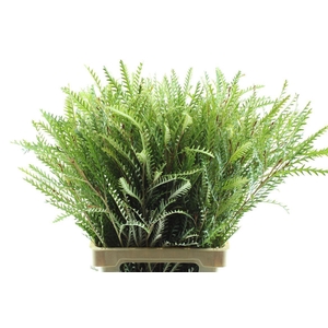 Grevilea Ivanhoe Groen