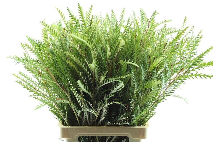 <h4>Grevilea Ivanhoe Groen</h4>