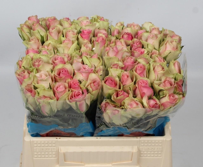 <h4>R GR BELLE ROSE</h4>