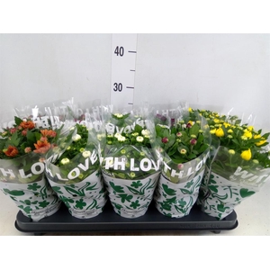 Chrysanthemum   ..mix 6