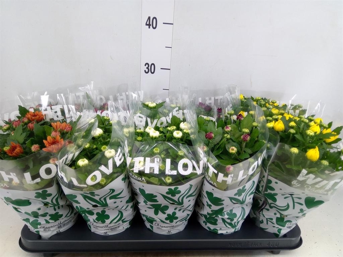 <h4>Chrysanthemum   ..mix 6</h4>