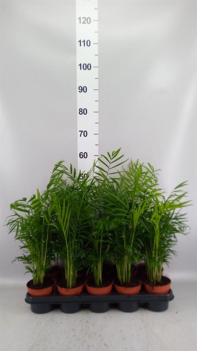 <h4>Chamaedorea elegans</h4>