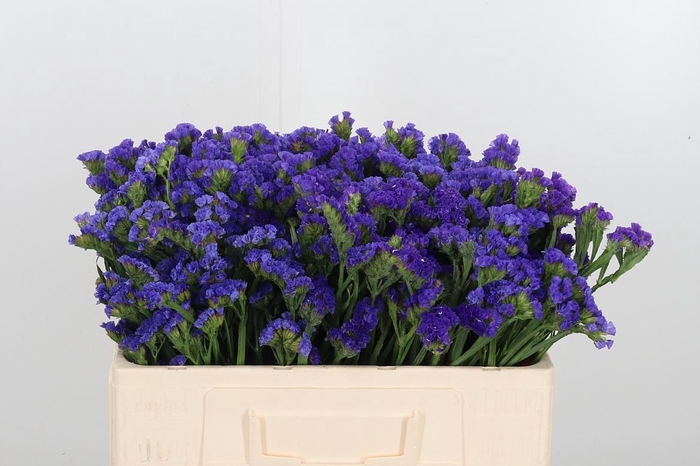 <h4>Statice Gemeend</h4>