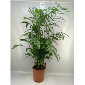 Chamaedorea seifrizii