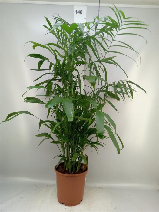 <h4>Chamaedorea seifrizii</h4>