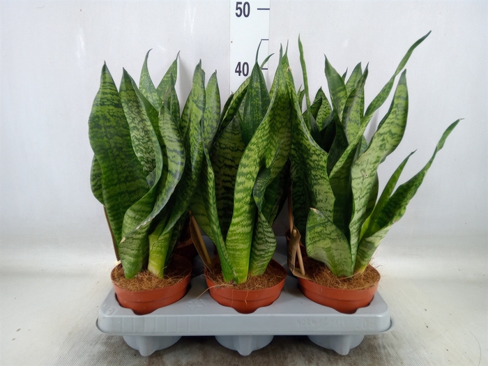 <h4>Sansevieria zeylanica</h4>