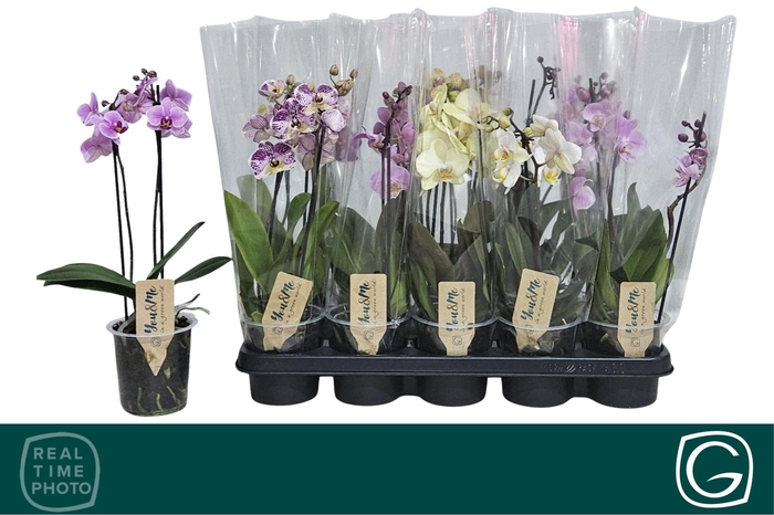 <h4>PHAL MF GEM 4 KL</h4>