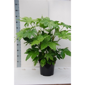 Fatsia Japonica P27