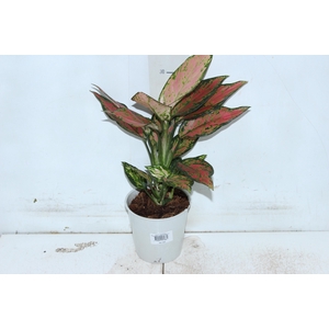 AGLAONEMA CHERRY BABY P12