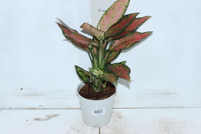 <h4>AGLAONEMA CHERRY BABY P12</h4>
