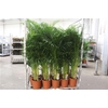 Dypsis Lutescens 25pp