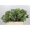 Pittosporum Ilan