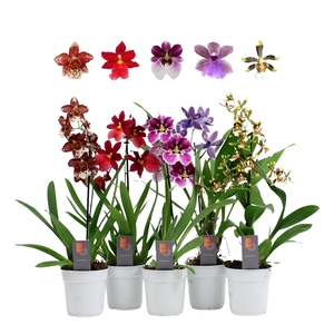 Orchid mix 1 spike 35-50 cm