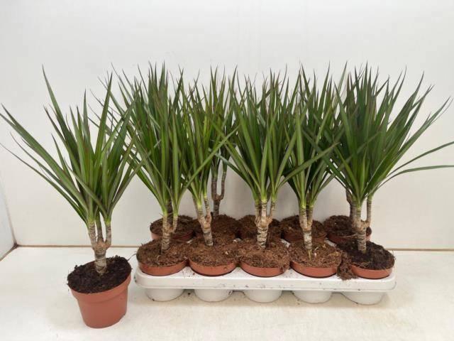 <h4>DRA MARGINATA</h4>