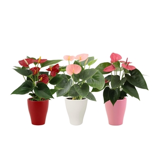Anthurium 3 color mix in Carly love ceramics