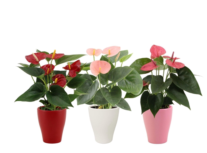 <h4>Anthurium 3 color mix in Carly love ceramics</h4>