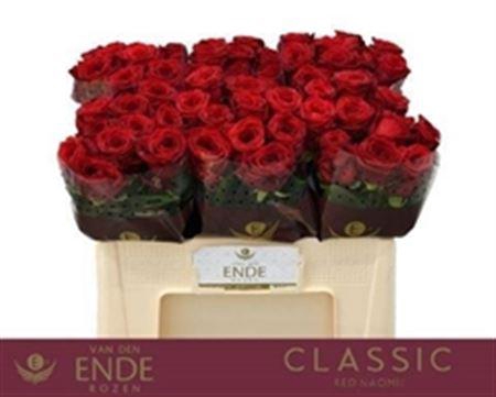 <h4>R Gr Red Naomi!</h4>