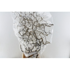 Corylus Av Contorta 150cm X5