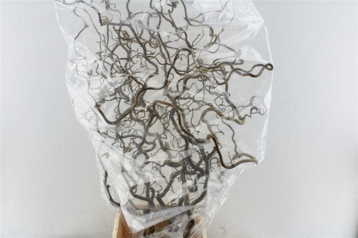 <h4>Corylus Av Contorta 150cm X5</h4>