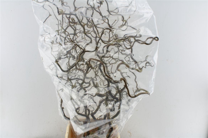 <h4>Corylus Av Contorta 150cm X5</h4>