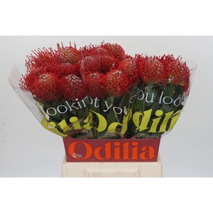 LEUCO AYOBA RED