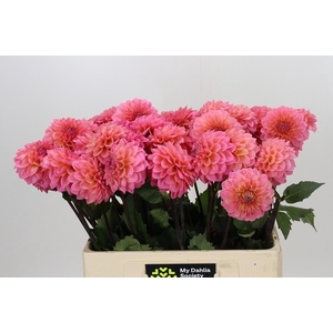 Dahlia Doris Duke