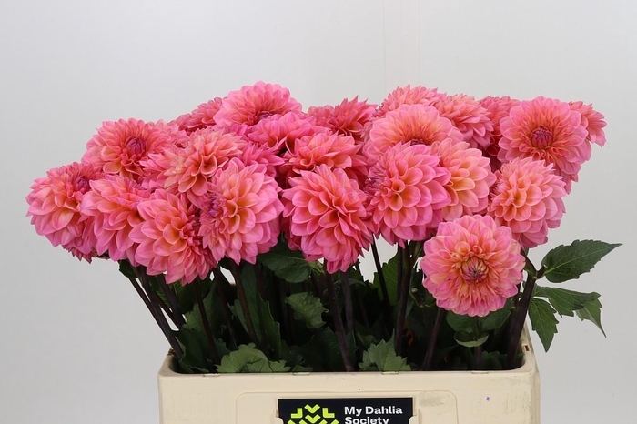<h4>Dahlia Doris Duke</h4>