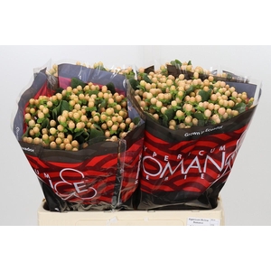 Hypericum Mellow Romance