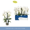 Phalaenopsis wit meer takken