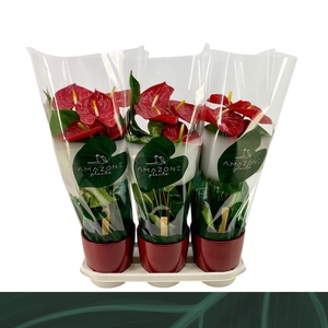 Anthurium rood keramiek 17cm