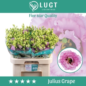 Lisianthus Julius Grape