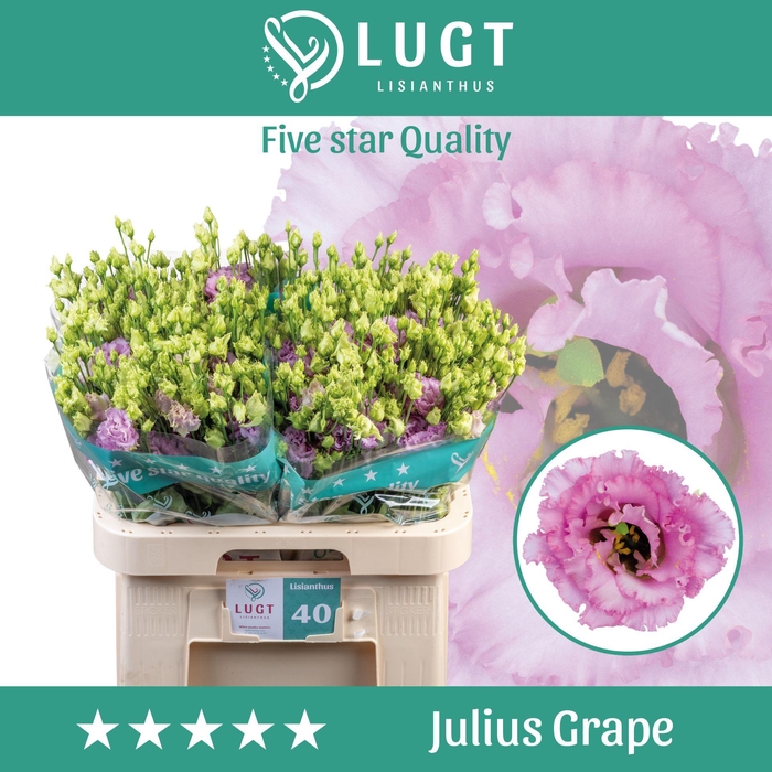 <h4>Lisianthus Julius Grape</h4>