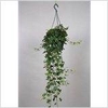 Hedera helix Divers Groenbladig