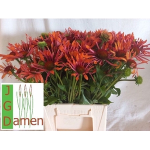 ECHI ORANGE PASSION
