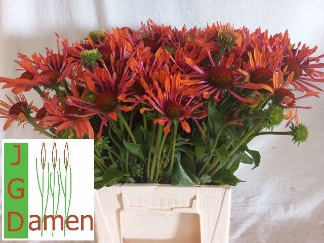 <h4>ECHI ORANGE PASSION</h4>