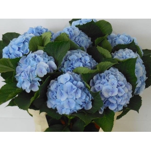 HYDR M CH VERENA BL