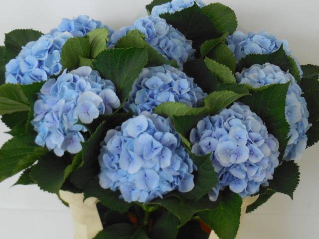 <h4>HYDR M CH VERENA BL</h4>