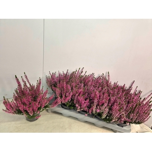CALLU CAL NOVA ROSA