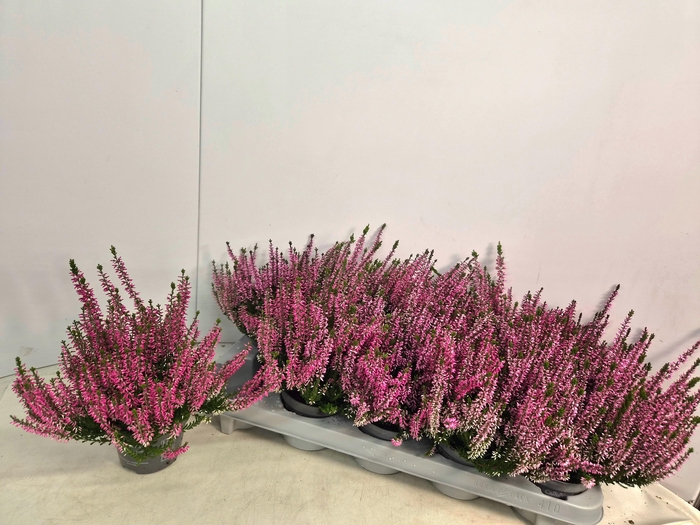 <h4>CALLU CAL NOVA ROSA</h4>